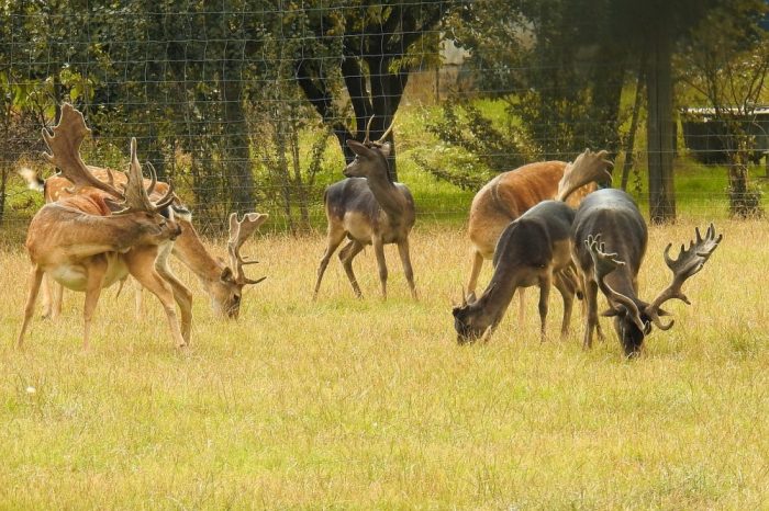 Wildtierhaltung, Jagdfakten Österreich