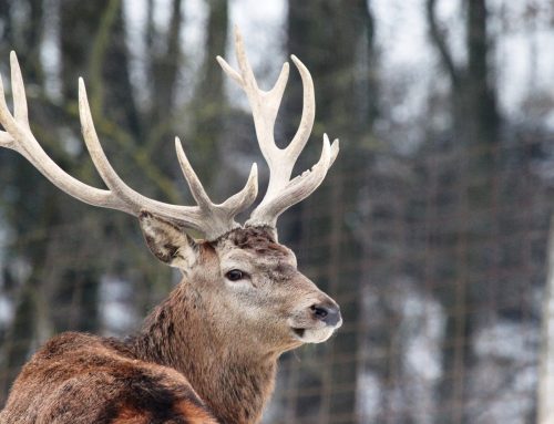 Wie sich Rotwild im Winter anpasst