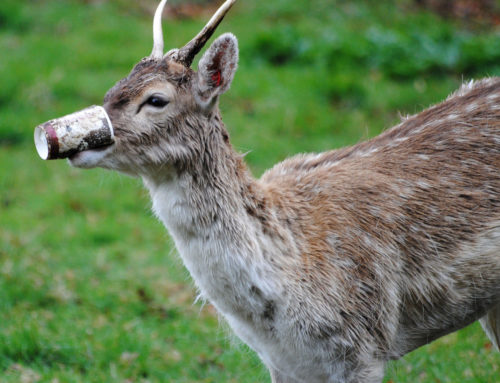 Steckbrief Rotwild Hirsch Kahlwild Hirschkalb Jagdfakten At Informiert