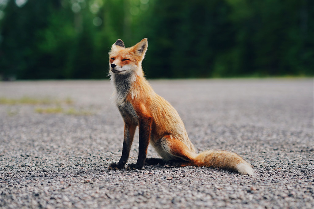 Warum der Fuchs kein Haustier ist - Jagdfakten.at informiert