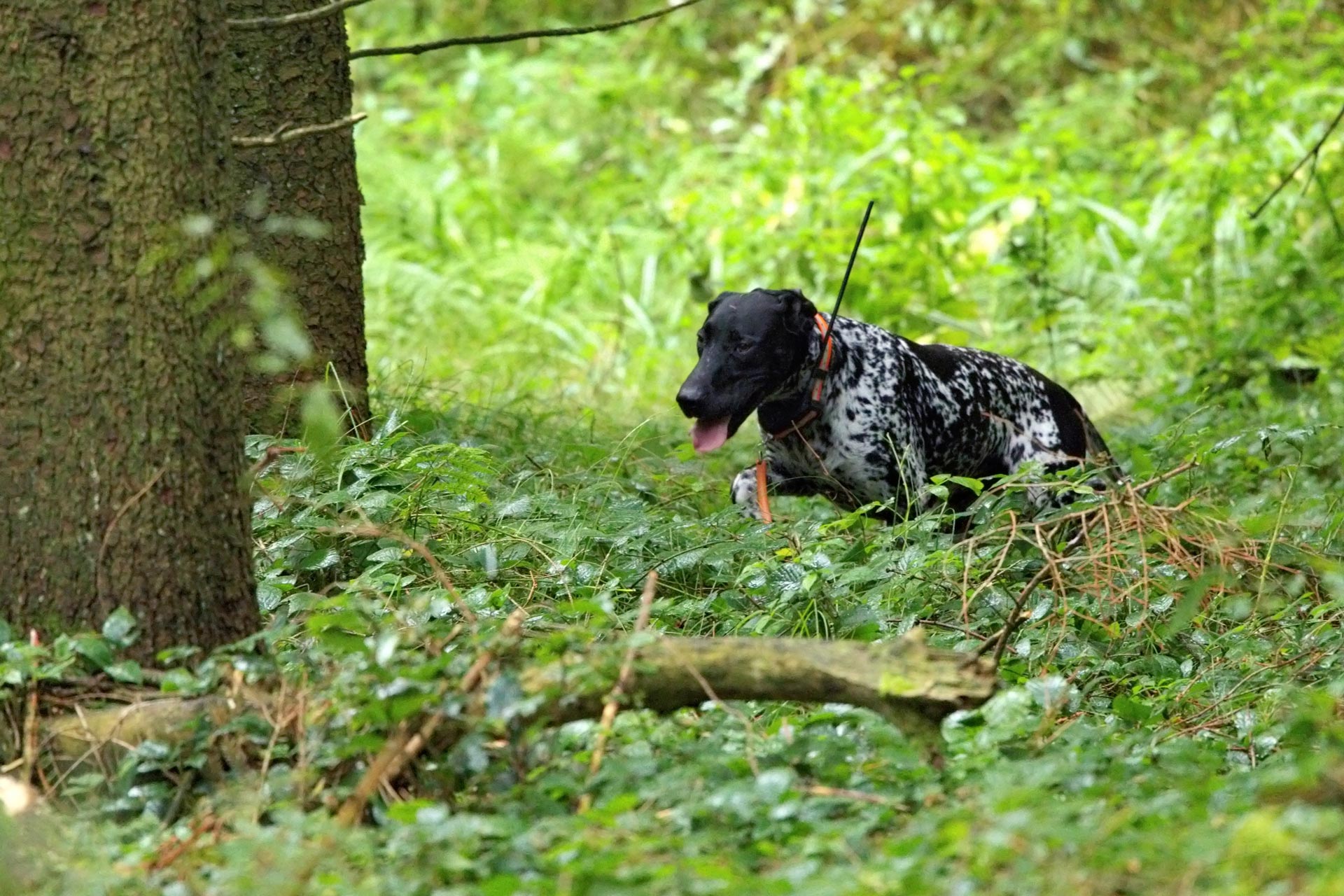 Hunde gegen Schweinepest - Ausbildung von Kadaverspürhunden: Jagdfakten.at informiert