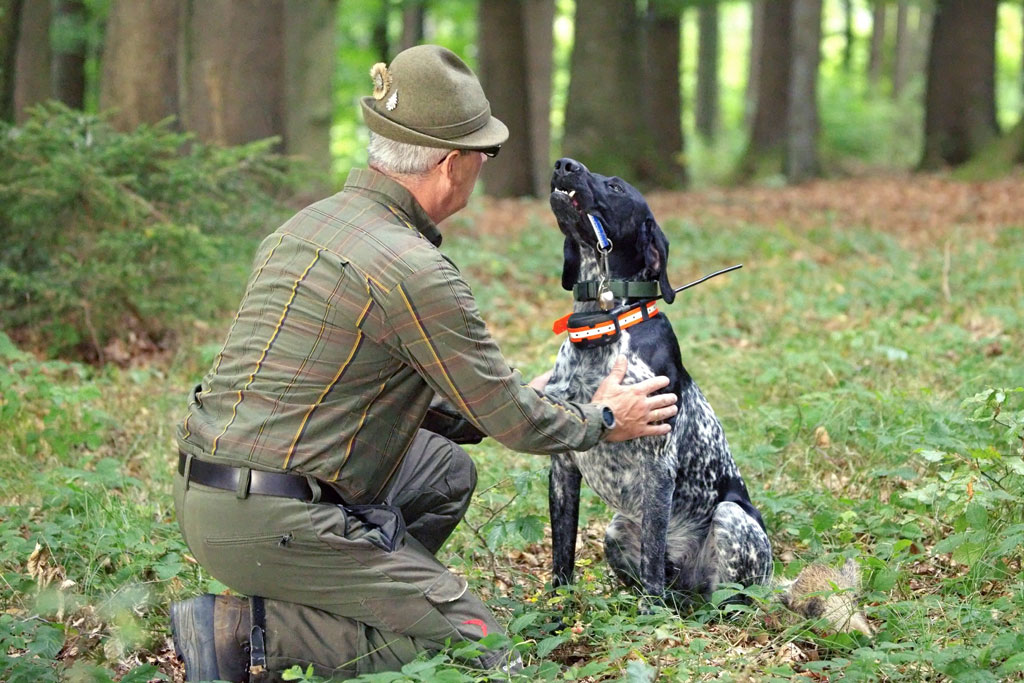 Hunde gegen Schweinepest - Ausbildung von Kadaverspürhunden: Jagdfakten.at informiert