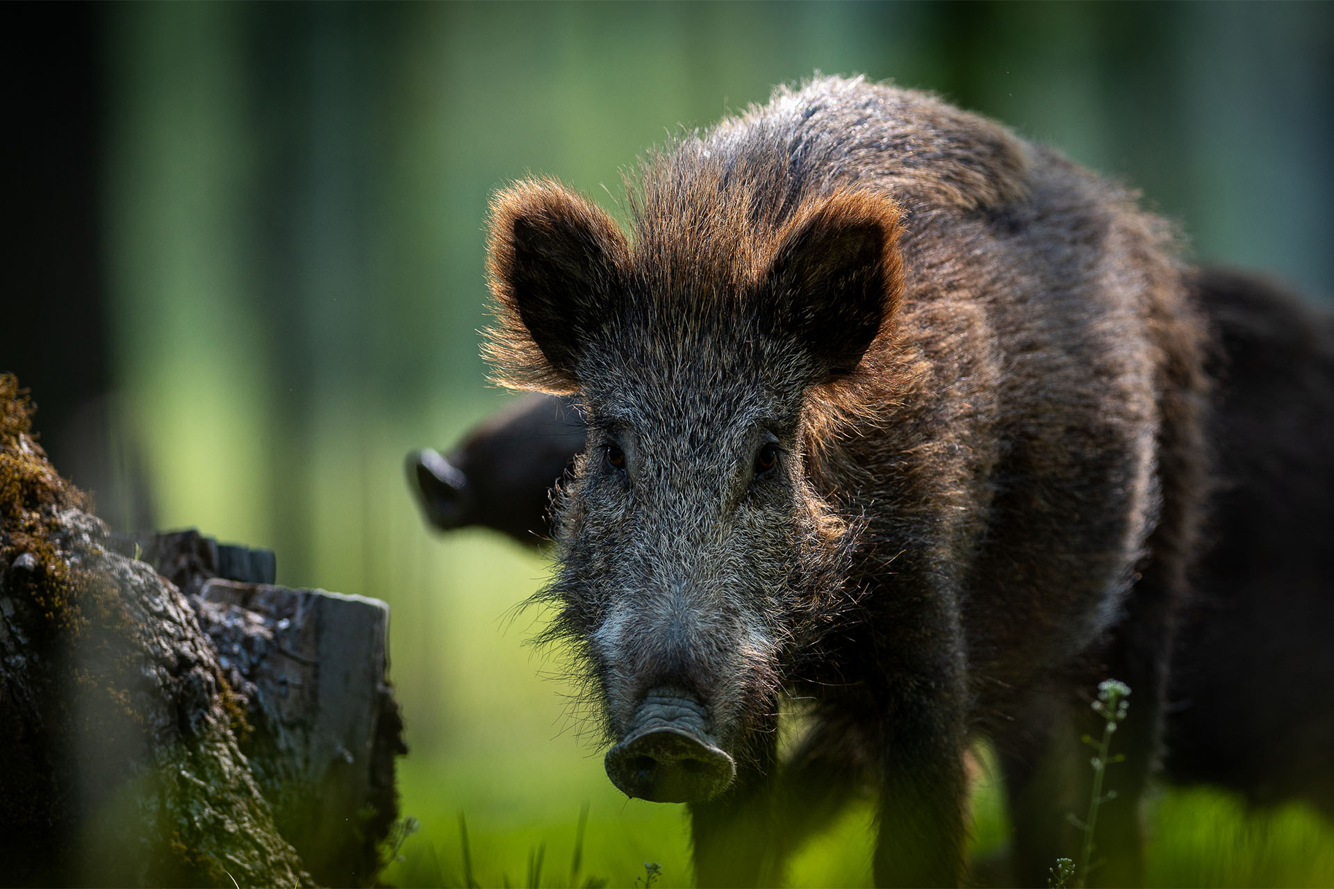 Wie böse ist das Wildschwein wirklich? Jagdfakten.at informiert