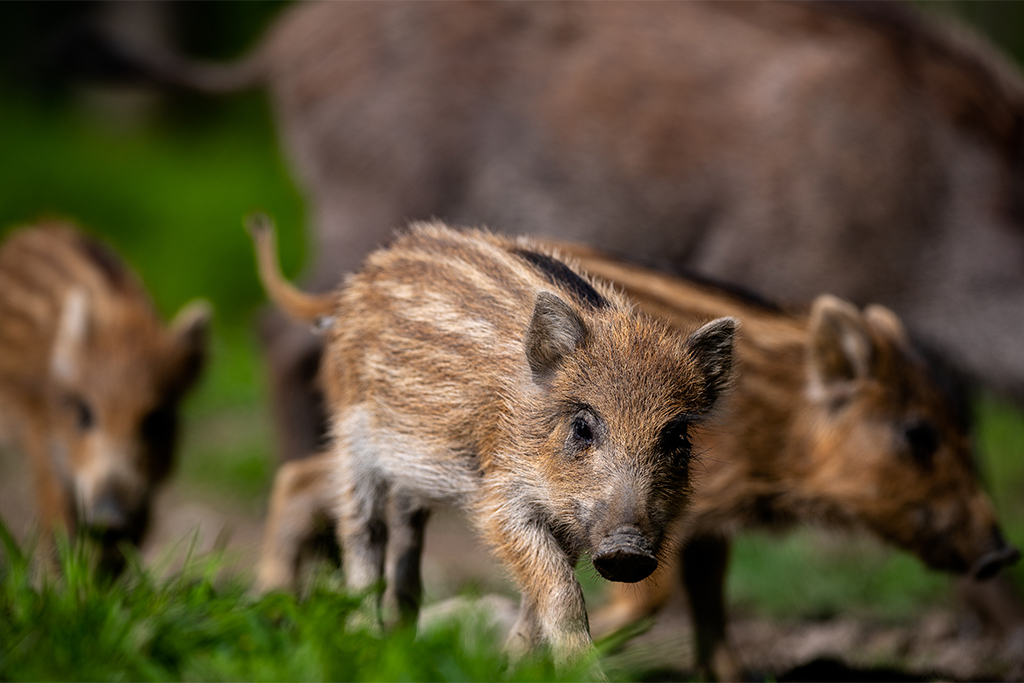 Wildschwein Frischlinge - Jagdfakten.at informiert