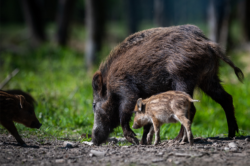 Wildschweine - Jagdfakten.at informiert