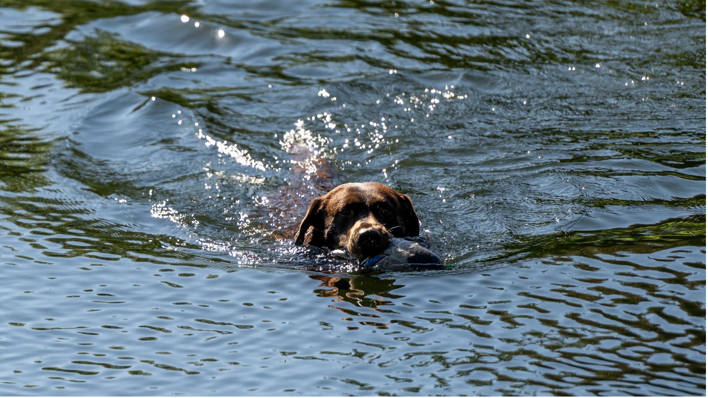 Labrador Retriever Wasserarbeit - Jagdfakten.at informiert