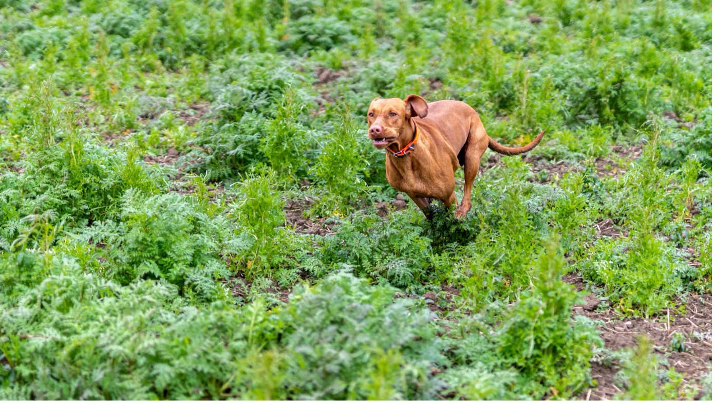 Magyar Vizsla im Einsatz - Jagdfakten.at informiert