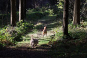 Mit dem Hund in der Natur - Jagdfakten.at informiert, worauf Sie achten sollten