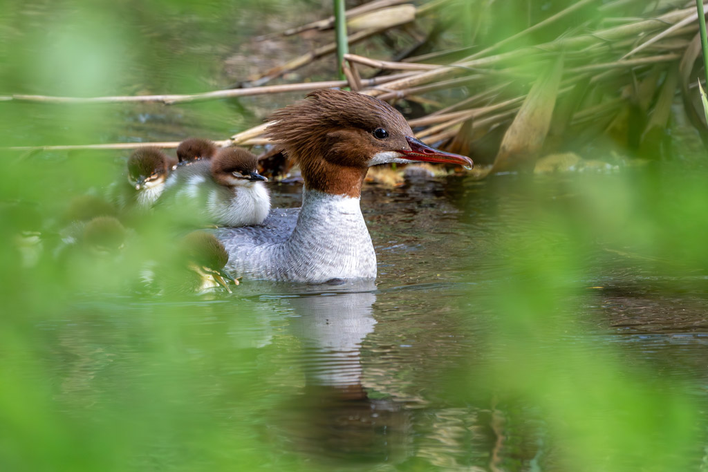 Gänsesäger mit Kücken: Jagdfakten.at informiert