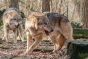 Wolfsmanagement - Interview mit Fachbuchautor Roland Norer, Jagdfakten.at informiert