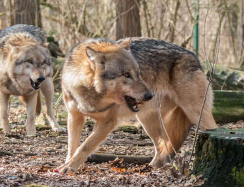 Wolfsmanagement – Bestand der Wölfe steuern