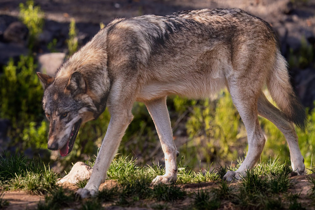 Wolfsmanagement - Interview mit Fachbuchautor Roland Norer, Jagdfakten.at informiert