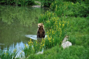 Bären und Wölfe in Österreich - Jagdfakten.at informiert