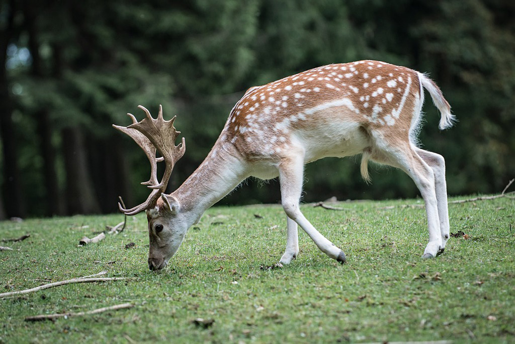 Damhirsch - Jagdfakten.at informiert