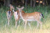 Damwild - Jagdfakten.at informiert