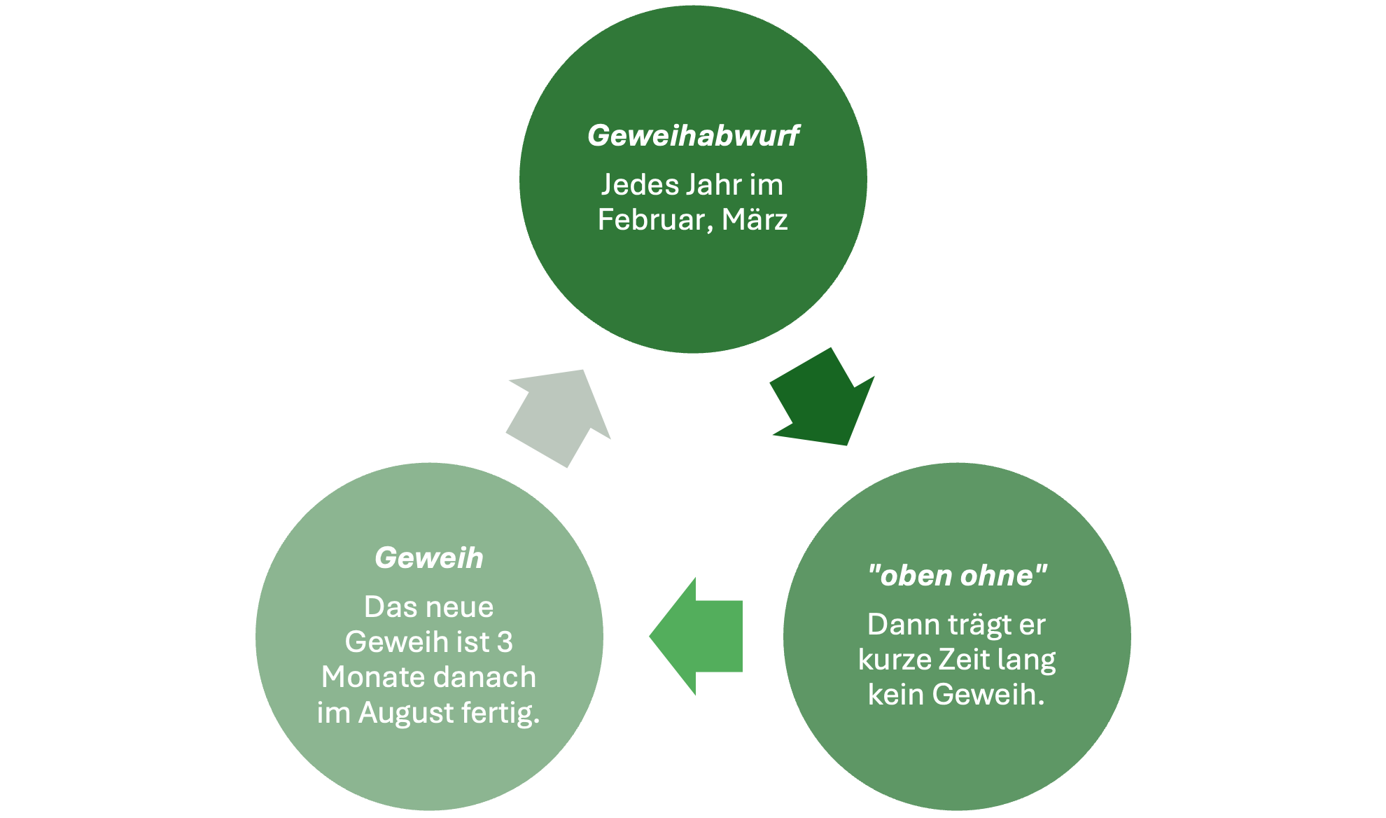 Geweih Wachstum beim Rothirsch - Jagdfakten.at informiert