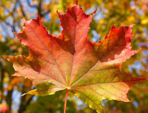 Herbstdeko – vom Wald auf den Tisch