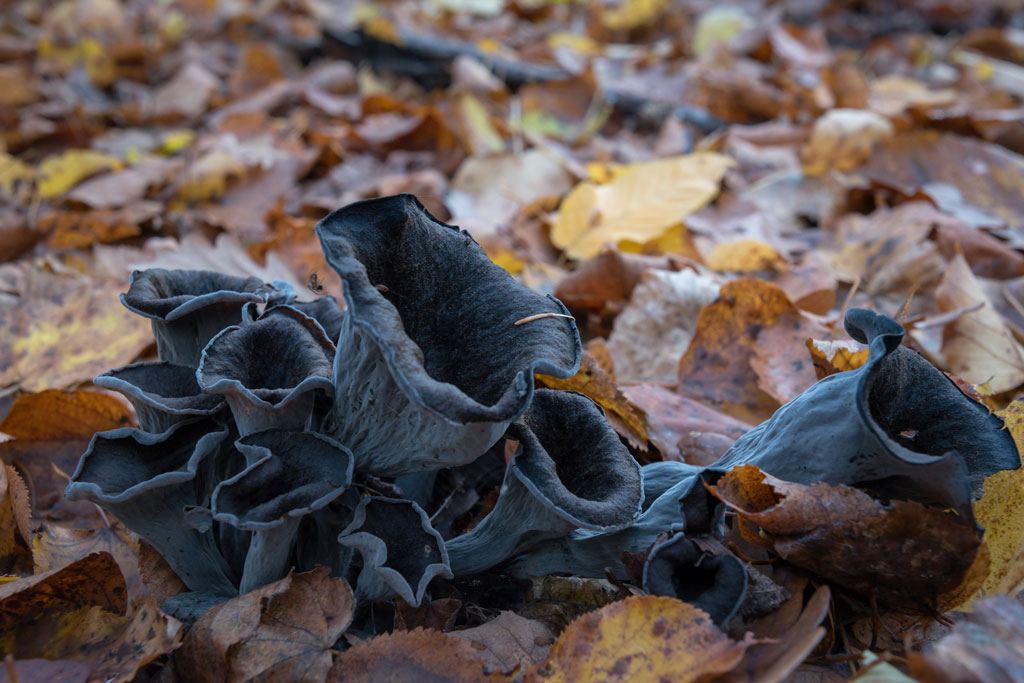 Herbsttrompete - Pilze fermentieren, Jagdfakten.at informiert