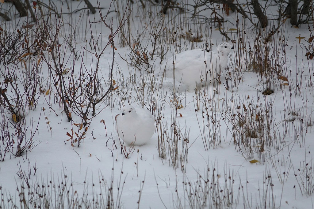 Schneehuhn im Winter - Jagdfakten.at informiert