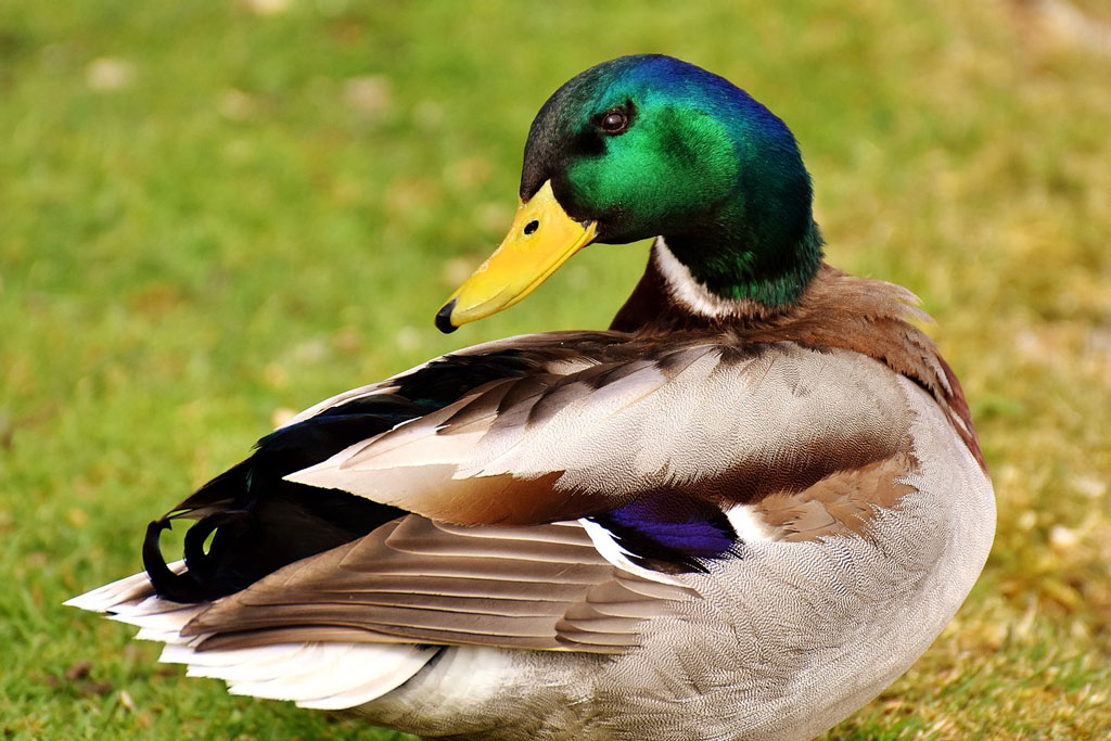 Stockente nach der Mauser - Jagdfakten.at informiert