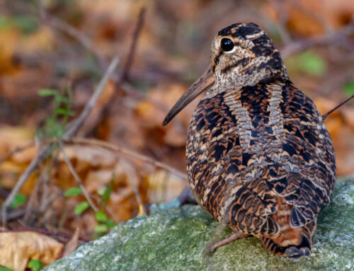 Die Waldschnepfe – der Vogel mit dem langen Gesicht