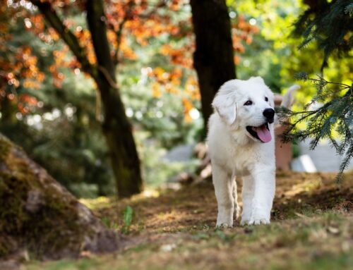 Giftköder: Wie man Hunde vor Vergiftung schützt