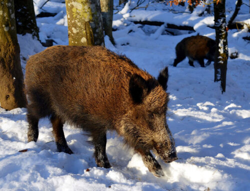 Wildschwein im Klimawandel