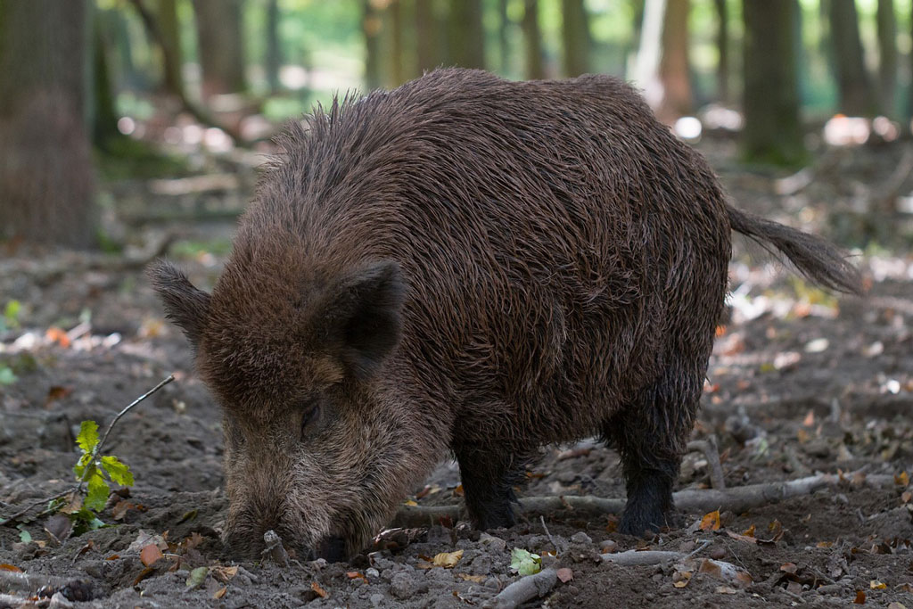 Wildschwein im Klimawandel: Jagdfakten.at im Gespräch mit Univ.-Prof. Dr. Claudia Bieber, FIWI