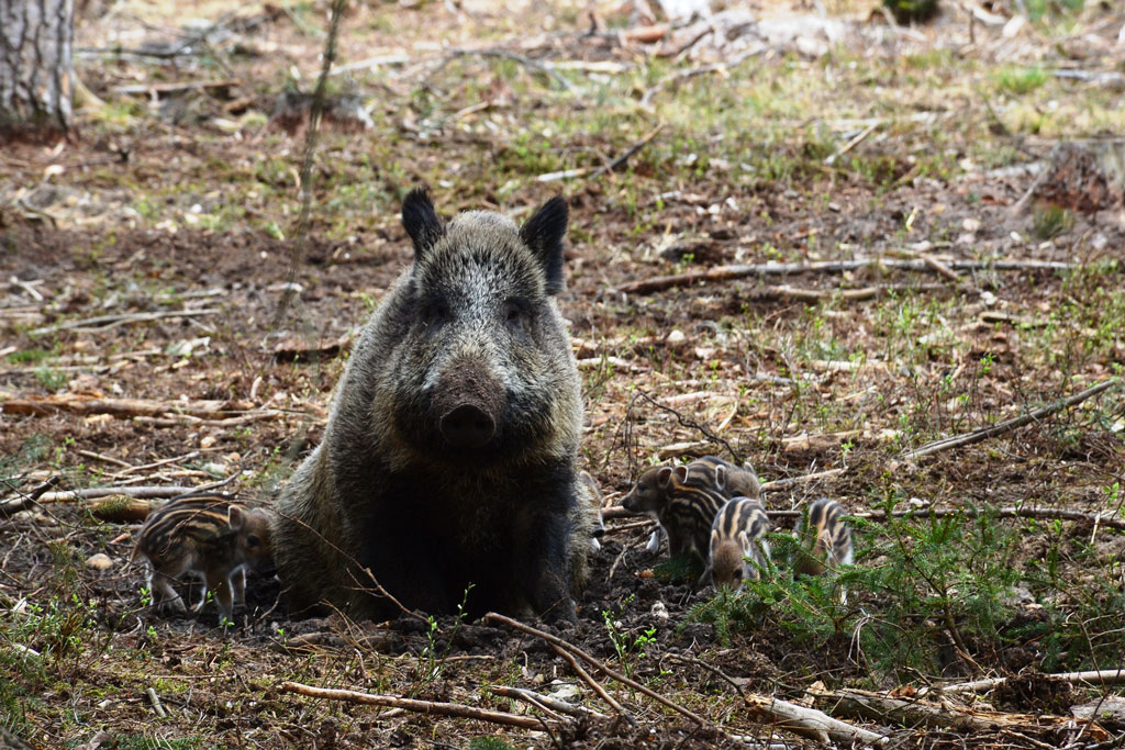 Wie wird das Wildschwein mit dem Klimawandel fertig - Jagdfakten.at informiert