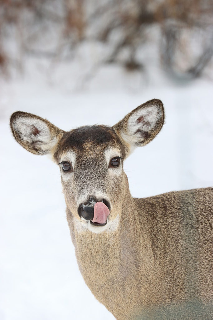 Junghirsch im Winter - wie viel Fettreserven sammeln Wildtiere an: Jagdfakten.at informiert