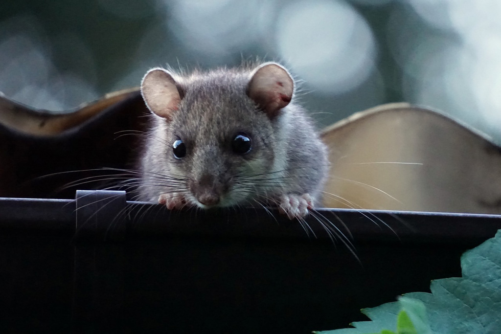 Winterspeck, wie der Siebenschläfer überwintert: Jagdfakten.at informiert