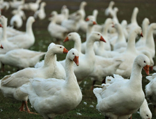 Vogelgrippe & Auswirkungen auf die Jagd