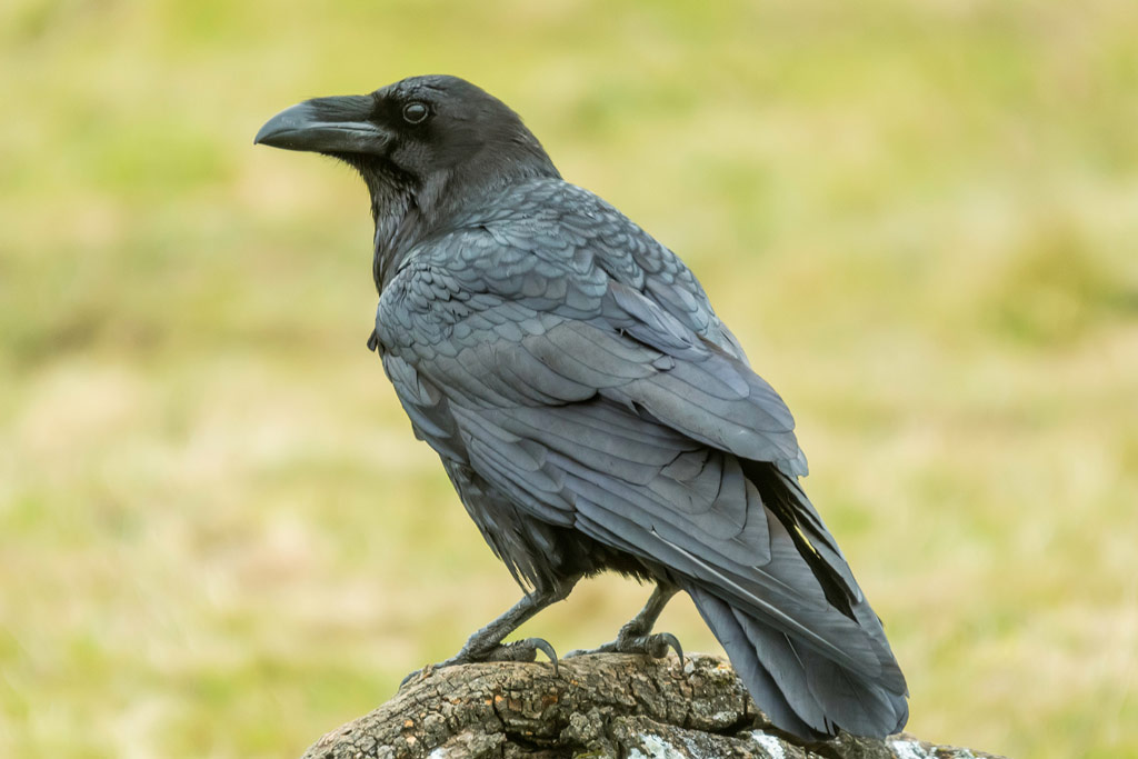 Kolkrabe, Jagdfakten.at informiert