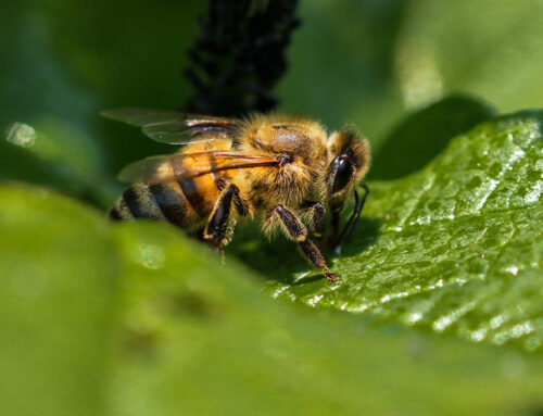 Waldhonig & Rolle der Bienen im Wald