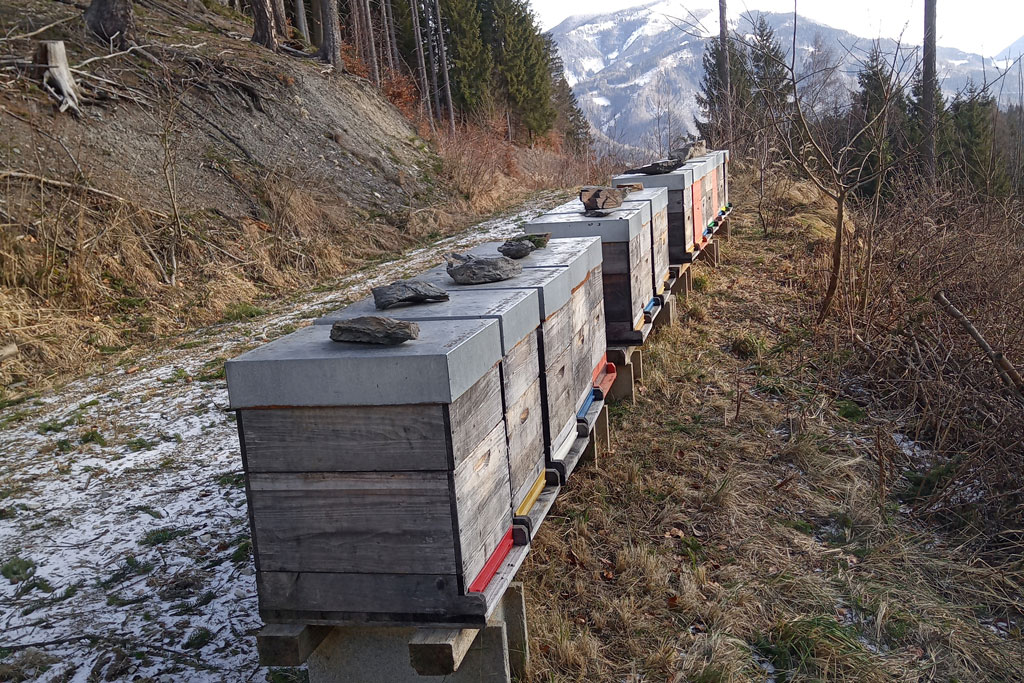 Waldhonig - Jagdfakten.at informiert