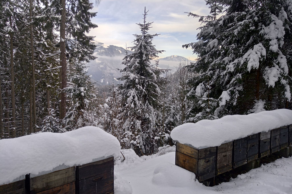 Bienenstand im Winter - Jagdfakten.at informiert