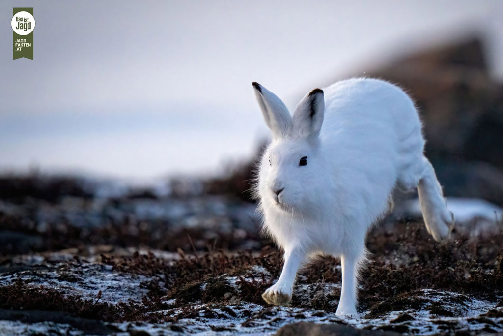 Der Alpenschneehase: Wildtier des Jahres 2025 - Jagdfakten.at informiert