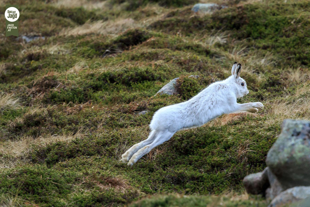 Alpenschneehase: Wildtier des Jahres 2025 - Jagdfakten.at informiert