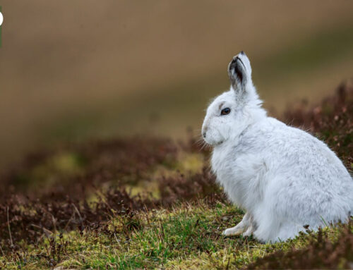 Der Alpenschneehase: „Wildtier des Jahres“ 2025