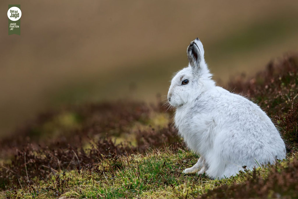 Alpenschneehase: Wildtier des Jahres 2025 - Jagdfakten.at informiert